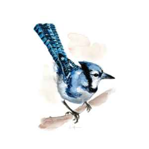 Watercolour painting of a bluejay perched on a branch.