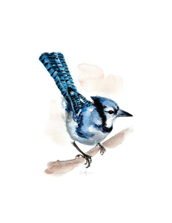 Watercolour painting of a bluejay perched on a branch.