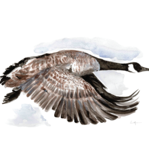 Watercolour painting of a Canada goose flying.