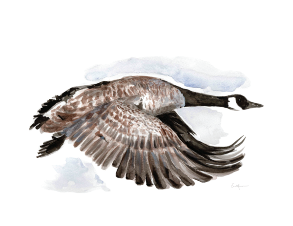 Watercolour painting of a Canada goose flying.