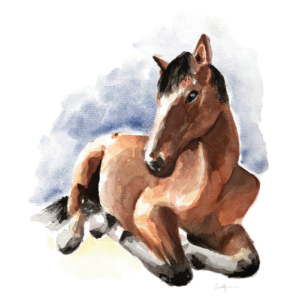 Watercolour painting of a horse reclining.