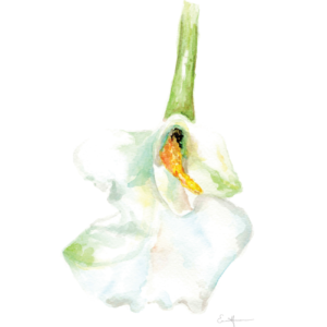 Watercolour painting of a lily.