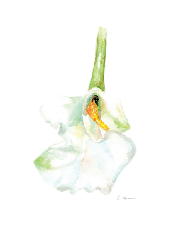 Watercolour painting of a lily.