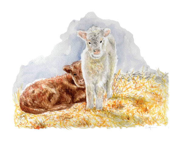 Watercolour painting of two cows sitting in the hay.