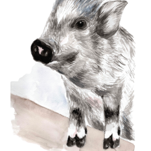 Watercolour painting of a piglet.