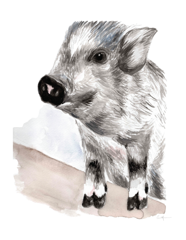 Watercolour painting of a piglet.