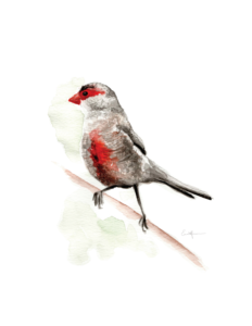 Watercolour painting of a red-breasted bird perched on a branch.