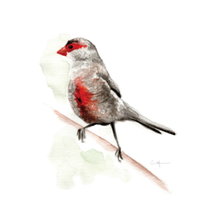 Watercolour painting of a red-breasted bird perched on a branch.