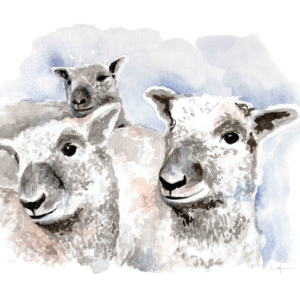 Watercolour painting of three sheep.