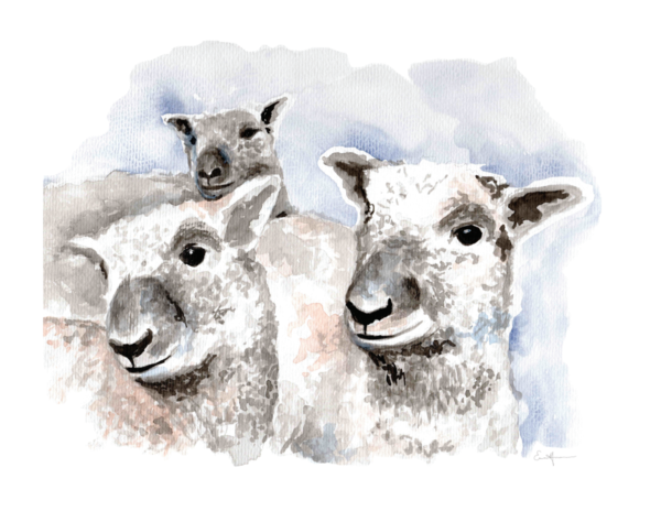 Watercolour painting of three sheep.