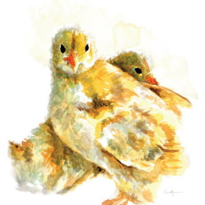 Watercolour painting of two chicks.