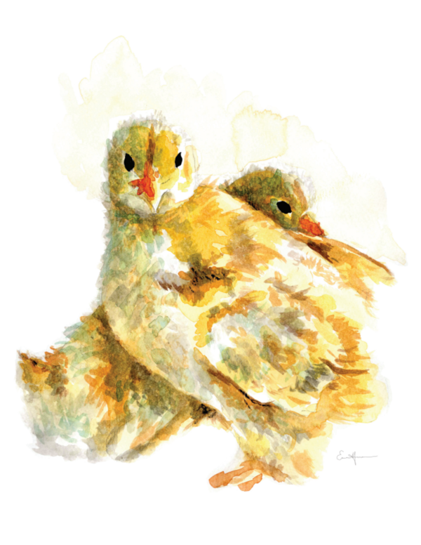 Watercolour painting of two chicks.