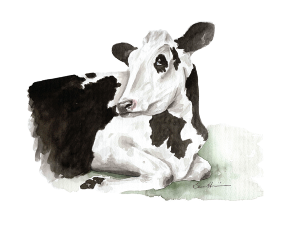 Watercolour painting of a cow reclining.