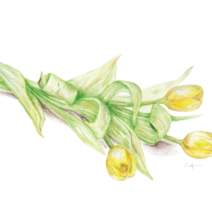 Colored pencil drawing of yellow tulips.