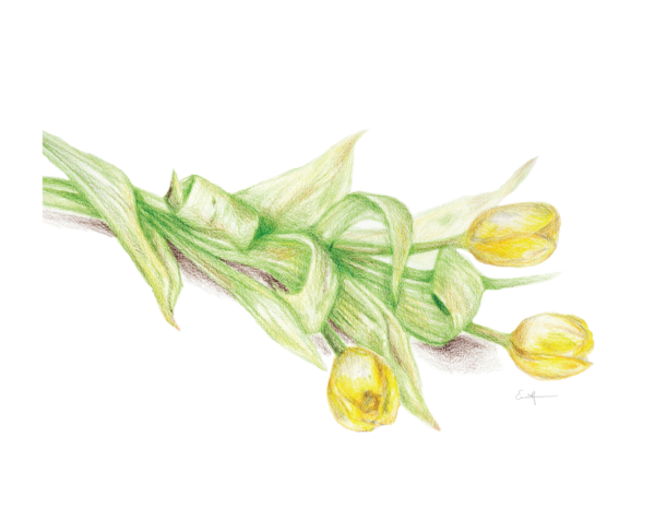 Colored pencil drawing of yellow tulips.